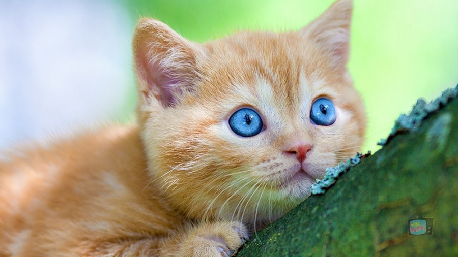 صدای حیوانات  صدای گربه ها  می...