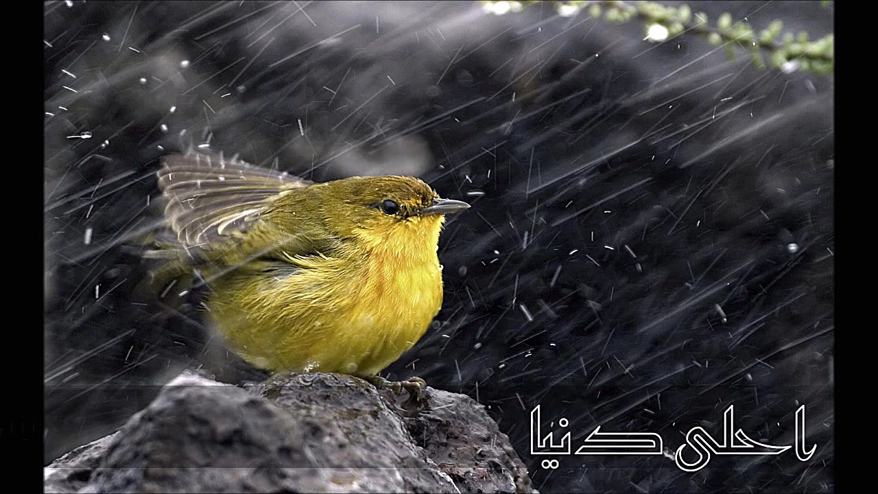 آهنگ عربی  احلى دنیا  الیسا