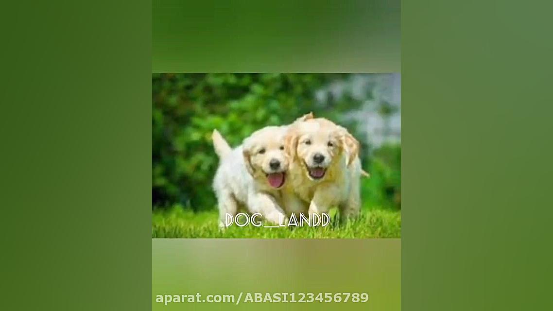 عدم تمایل سگ های نر به جفت گیر...