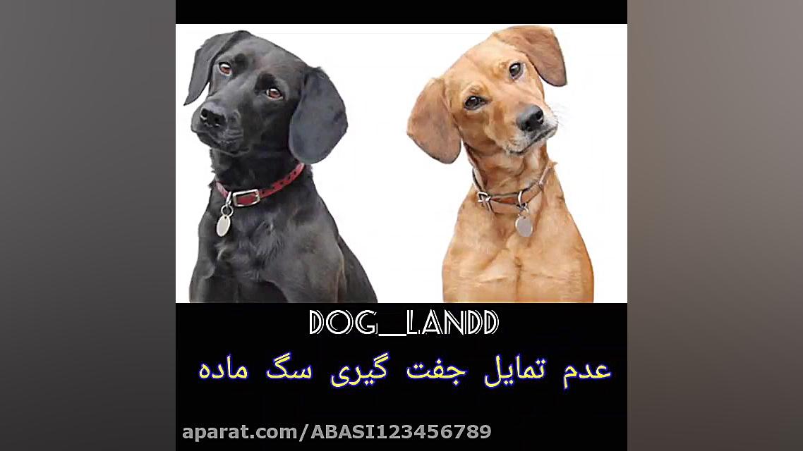 عدم تمایل جفت گیری ماده داگ لن...