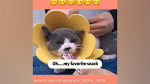 آمپول زدن گربه خنده دار