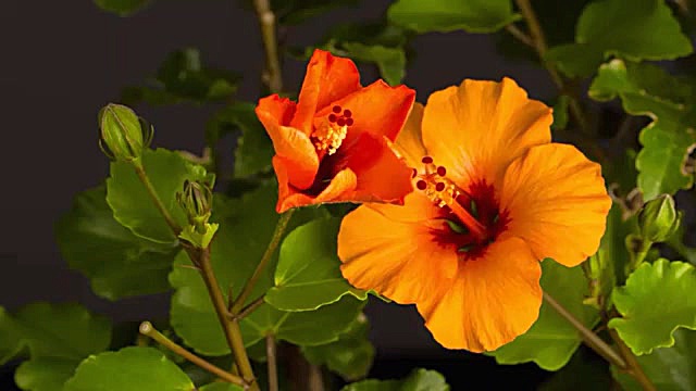 نوحه نوستالژیک محمود کریمی