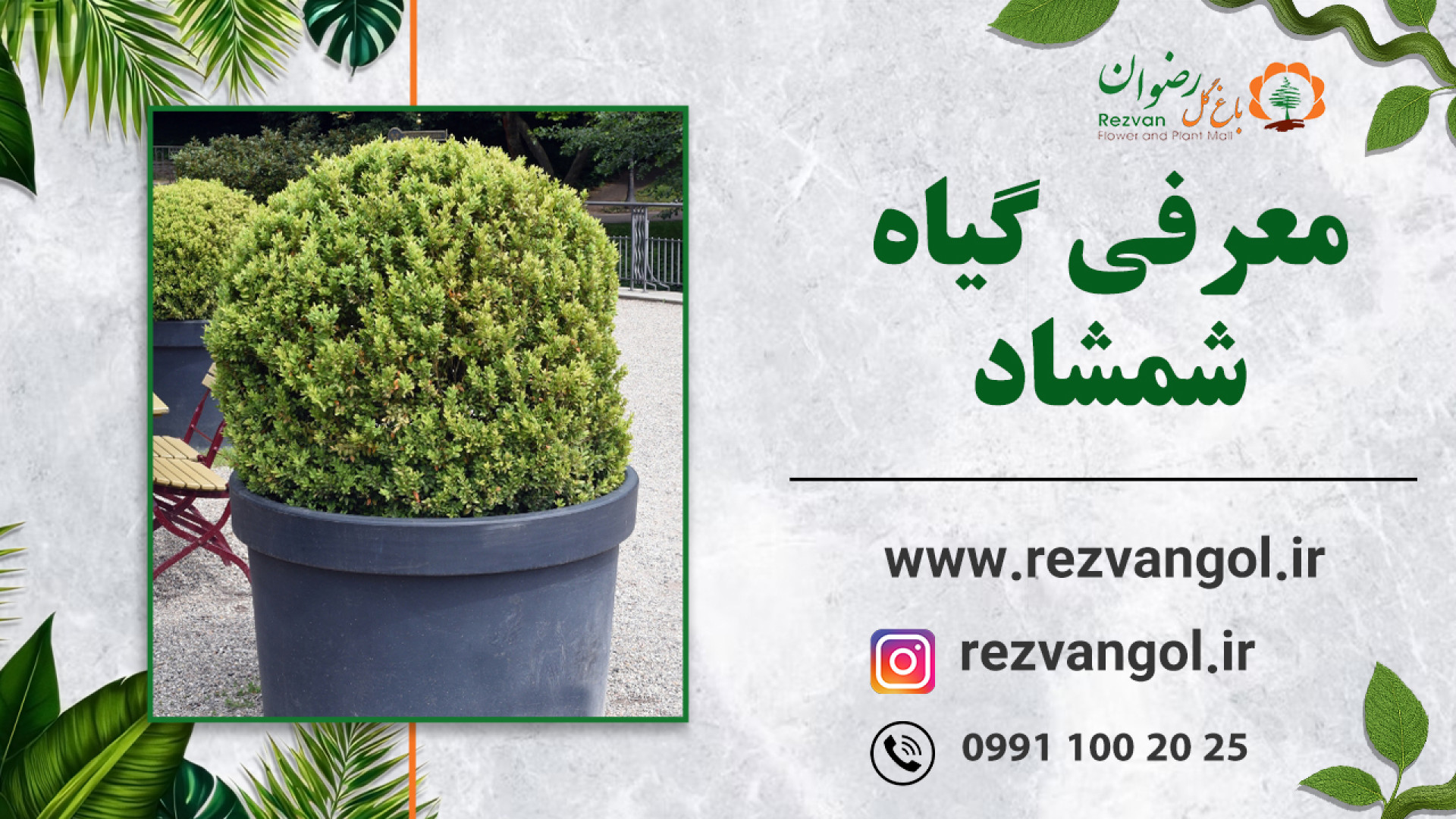 نحوه نگهداری از گیاه شمشاد