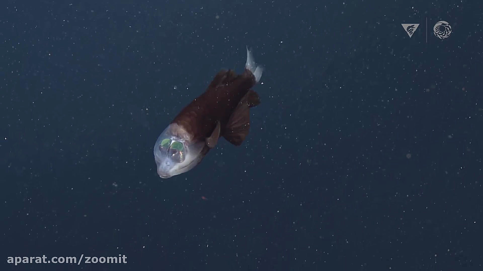 ماهی عجیبی که از درون پیشانی ج...