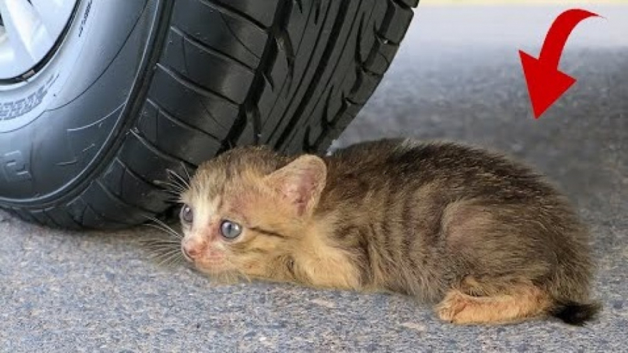 چالش تفریحی له کردن وسایل کیوت...