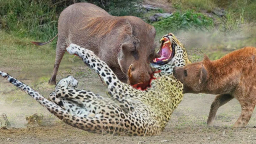 مستند حیات وحش  جنگ گراز و پلن...