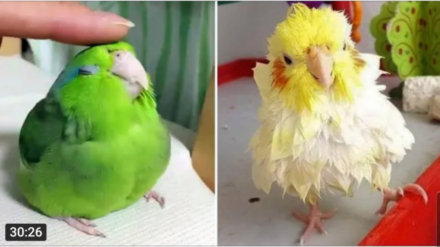 کلیپ تفریحی و سرگرمی پرندگان و...