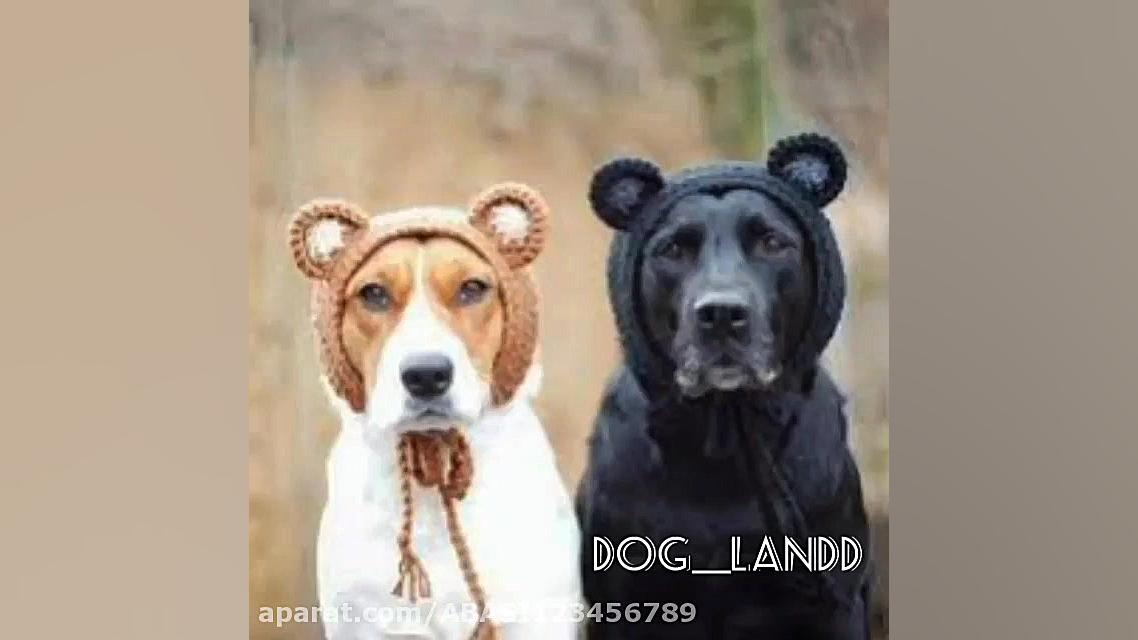 شرایط جفت گیری سگ داگ لند dog...