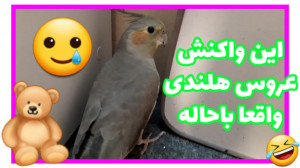 واکنش عروس هلندی به صدای زنگ خ...