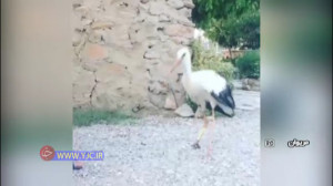 ایرانی,,