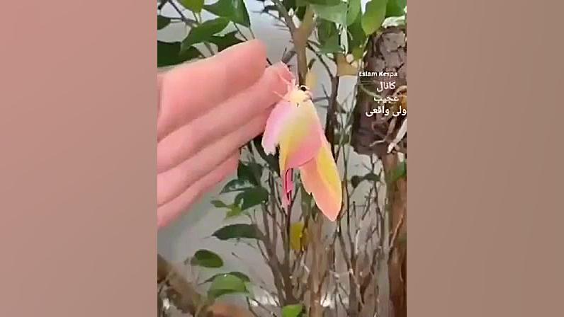 موجودات عجیب