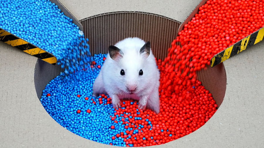 برنامه کودک حیوانات   بهترین چ...