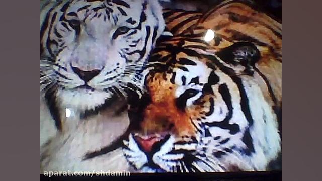 عكس حيوانات وحشی