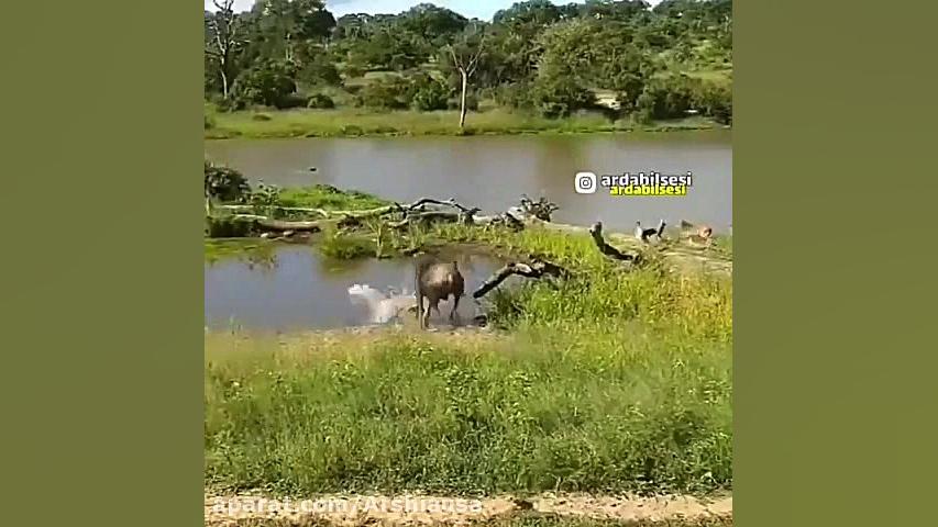 وای نرو سمیه