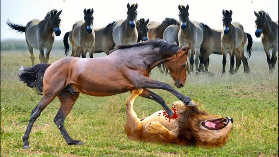 مستند حیات وحش  حملات حیوانات...