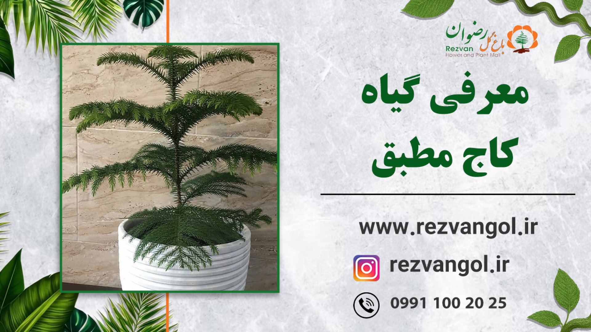 نحوه نگهداری از کیاه کاج مطبق