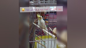 کار های عروس هلندی من