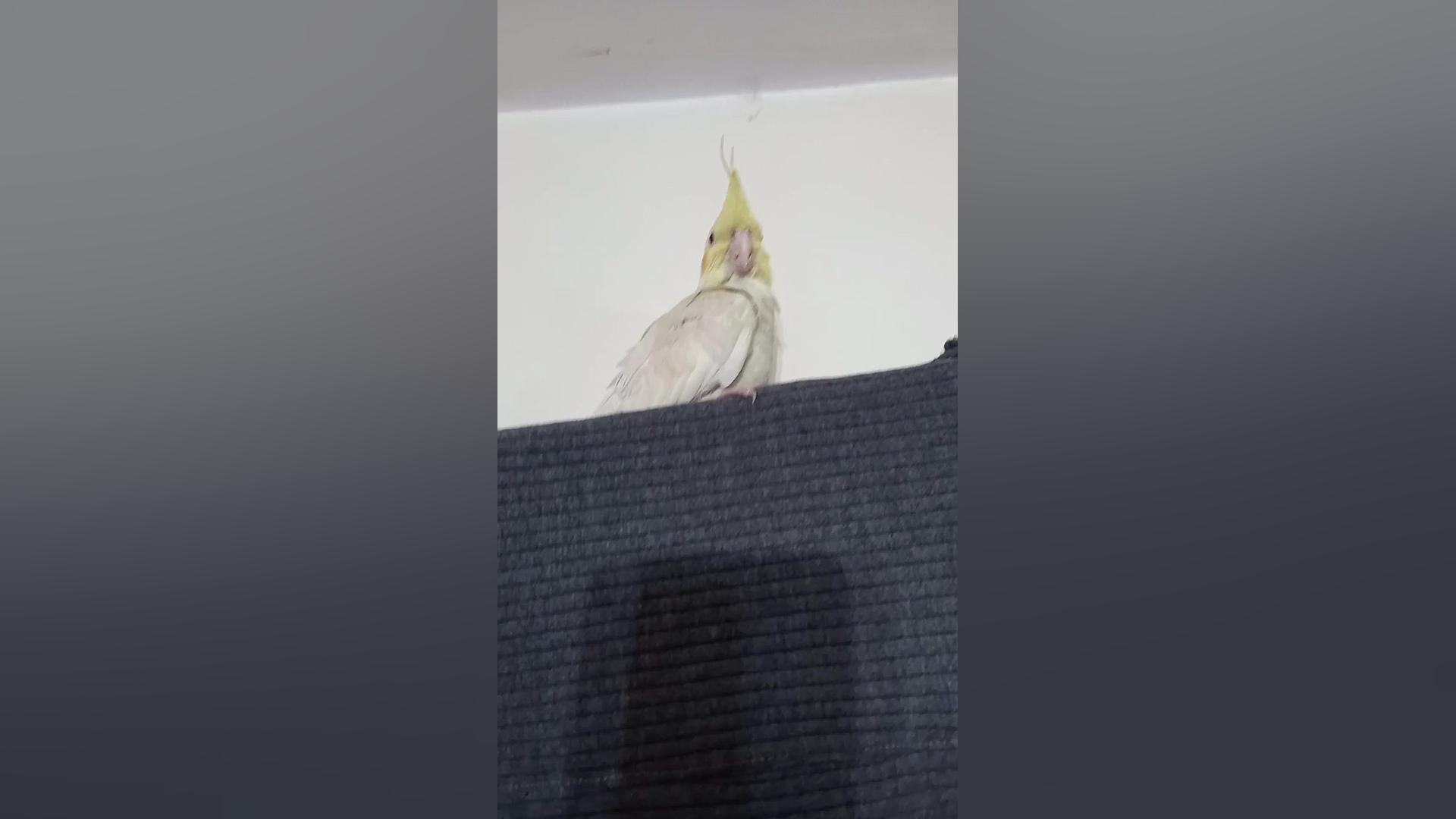 وقتی صدای یک عروس هلندی دیگه م...