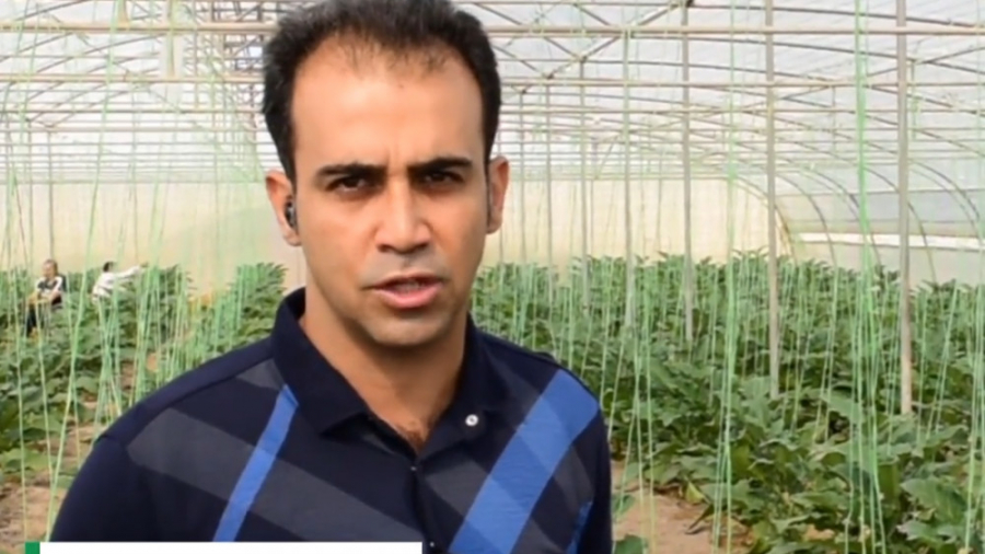 صادرات بادمجان لامپی از گلخانه...