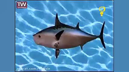 بابسفنجی ببینین خوشتون بیاد