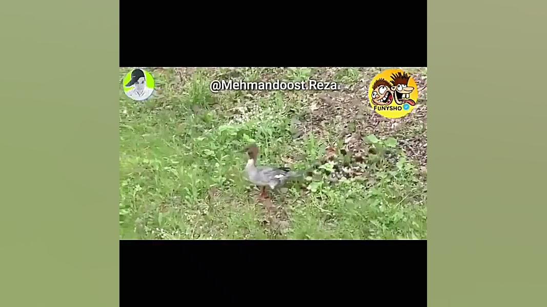 هندوانه بیار قاچ کنیم لپتو بیا...