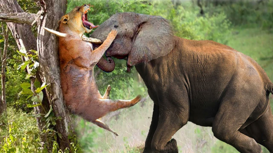 حمله مرگبار فیل به شیر  جنگ حی...