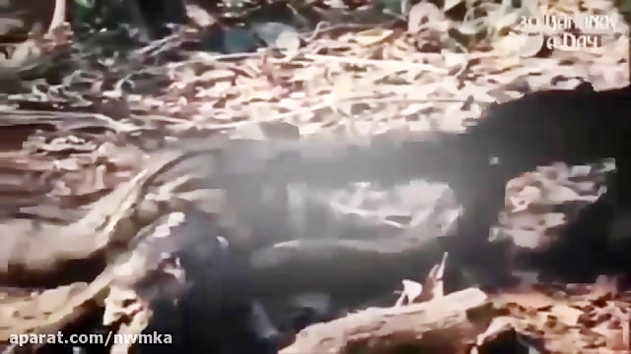 مبارزه ببر و مار