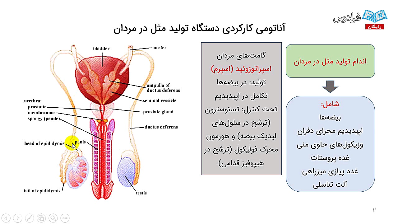 فیلم دستگاه تناسلی زنان