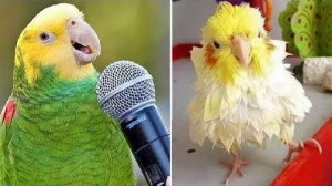 کلیپ بامزه و تماشایی حیوانات خ...