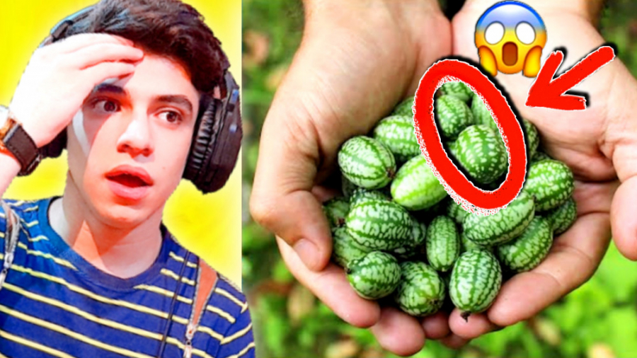 کوچکترین هندونه جهان!! عجیب تر...