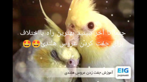 آموزش جفت کردن عروس هلندی