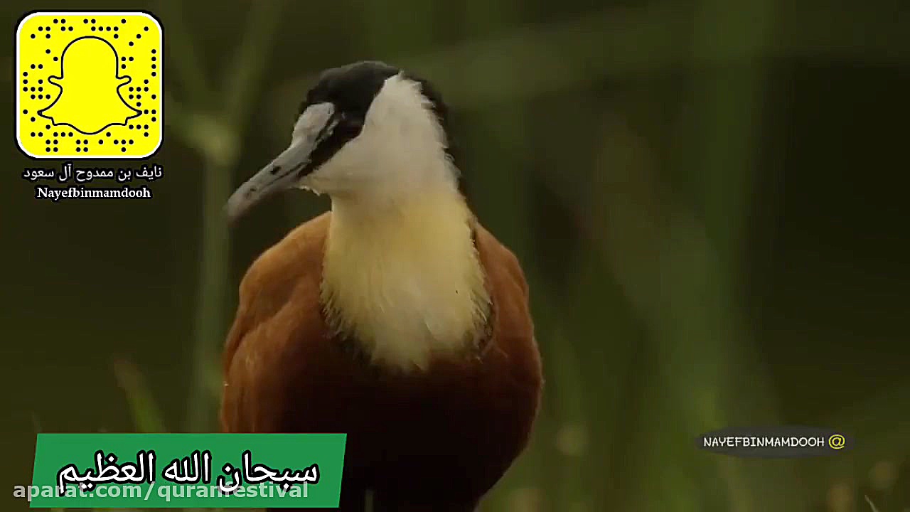 سبحان الله! معجزه طبیعت و به ه...