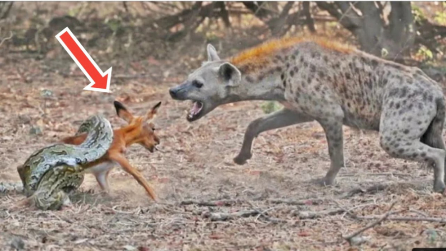 جنگ حیوانات وحشی  مبارزه ی دید...