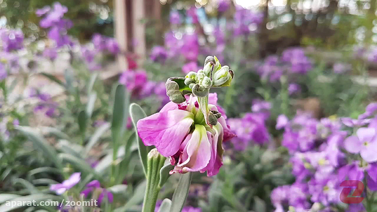 بررسی گلکسی اس 7 اج