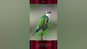 سلام صبح تان بخیر و پر انرژی
