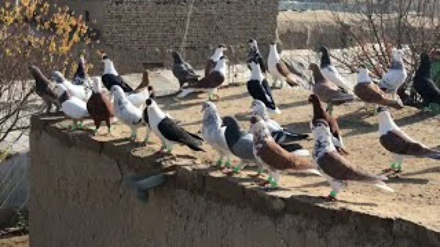 کفتر بازان افغانی | کفتر پرشی...