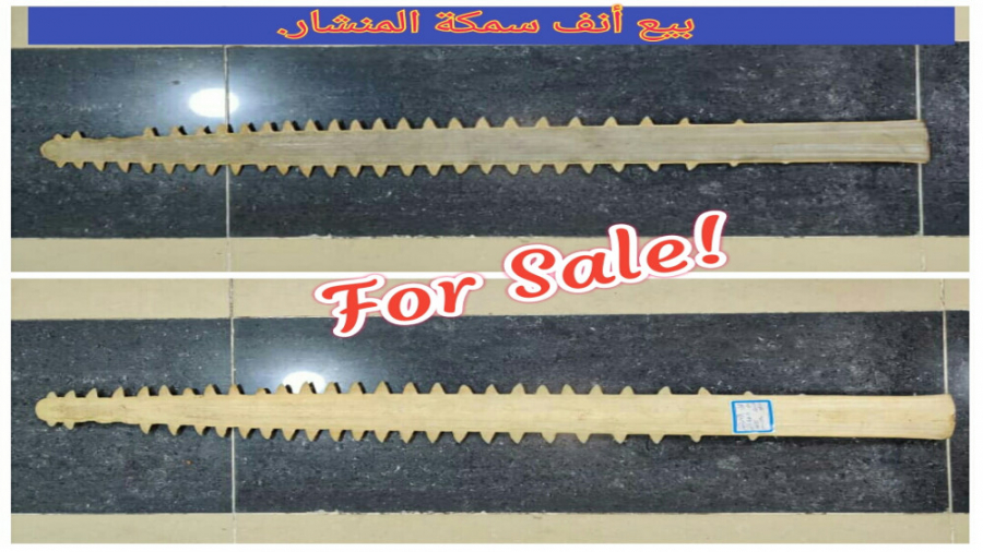 Sawfish nose bill for sale