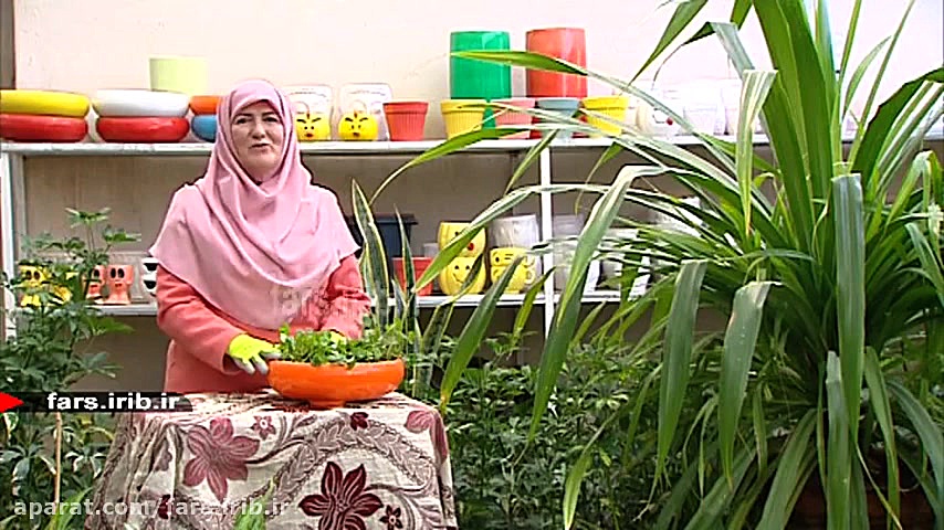 آموزش نگهداری و تکثیر گیاه زیب...