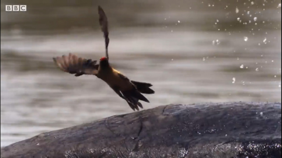 حیوانات وحشی | کرگدن نر برای ت...