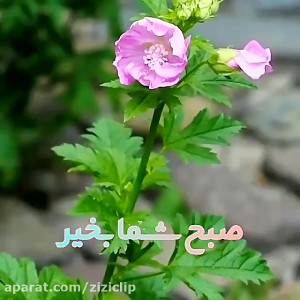 مژده ای دل که محسیا نفسی می آی...