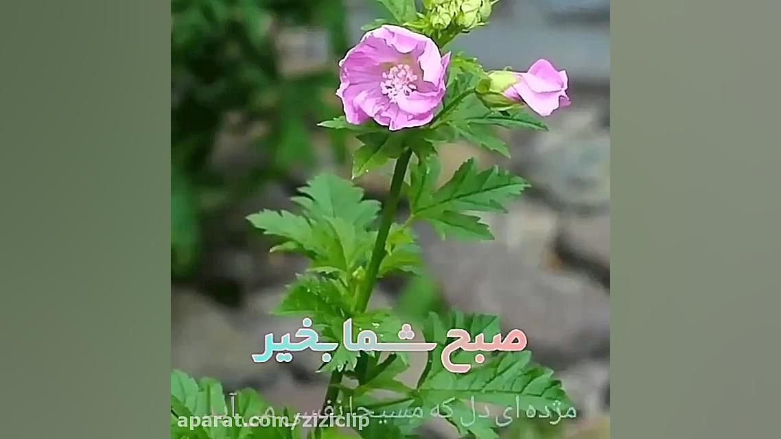 مژده ای دل که محسیا نفسی می آی...