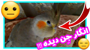 وقتی که عروس هلندی کُپ میکنه و...