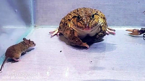 مبارزه غورباقه با موش و خرچنگ