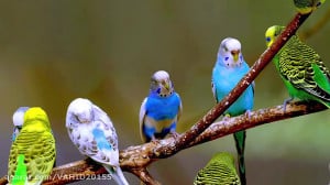 آواز خواندن پرنده های زیبا مرغ...