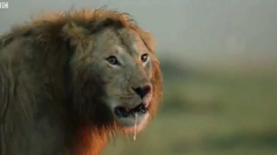 کینه تمام نشدنی شیر از کفتاز