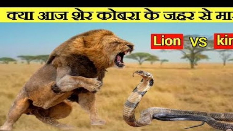 جنگ شیر و مار در حیات وحش  نبر...