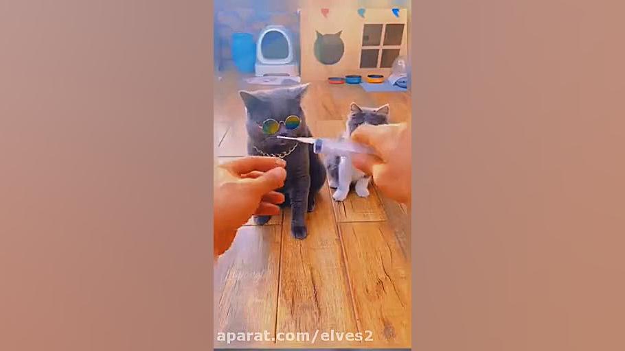 آمپول زدن به گربه ها