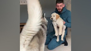 سگ♡♡