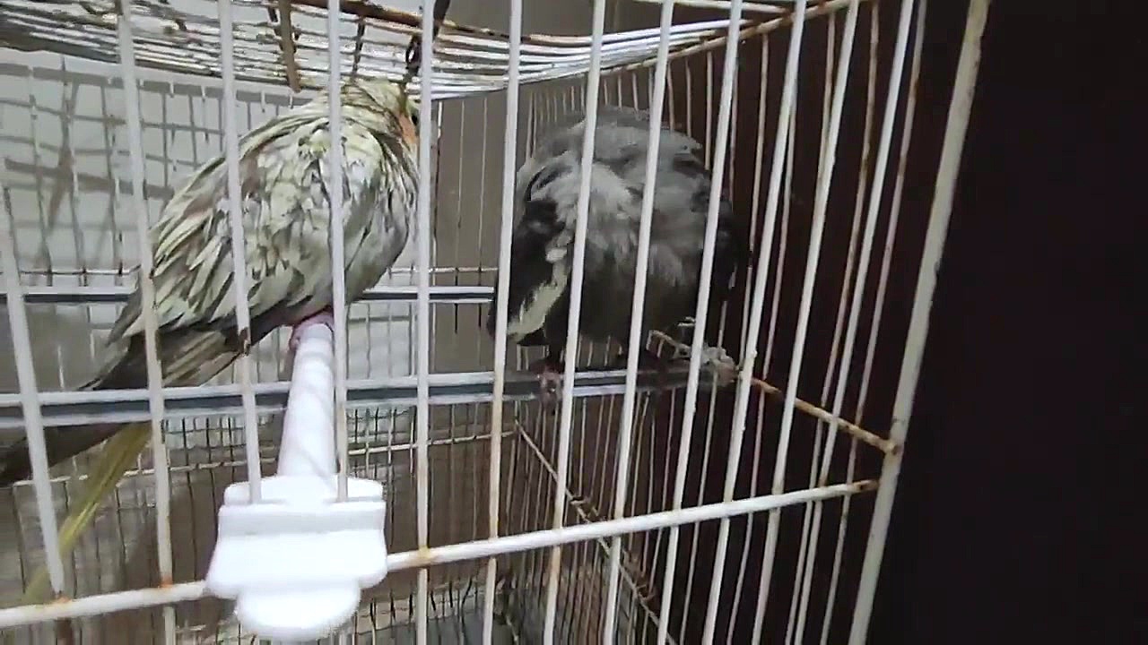 عروس هلندی در چه سنی جفت گیری...