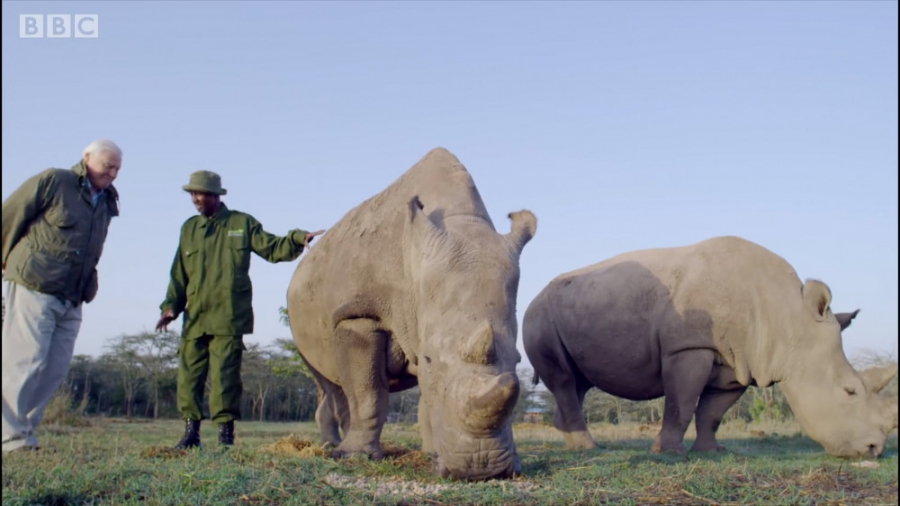 کرگدن&zwnj;های سفید شمالی؛ آخر...